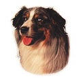 Australian Shepherd-Aufkleber