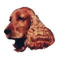 Cocker Spaniel-Aufkleber