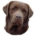 Brauner Labrador Retriever-Aufkleber