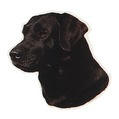 Schwarzer Labrador Retriever-Aufkleber