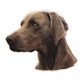 Weimaraner-Aufkleber