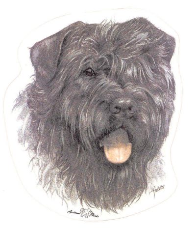 Aufkleber mit Bouvier des Flandres-Motiv