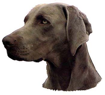 Groe Aufkleber-Packung (2 Aufkleber) mit Weimaraner-Motiv