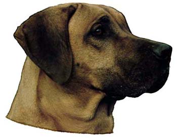 Groe Aufkleber-Packung (2 Aufkleber) mit Rhodesian Ridgeback-Motiv