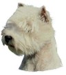 West Highland White Terrier Aufkleber