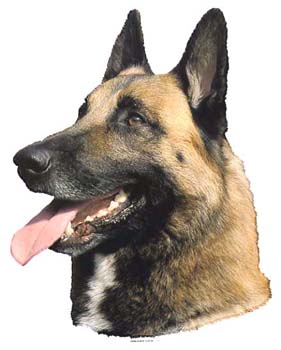 Groe Aufkleber-Packung (2 Aufkleber) mit Malinois-Motiv