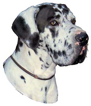 Groe Aufkleber-Packung (2 Aufkleber) mit Deutsche Dogge (Harlekin, unkupiert)-Motiv