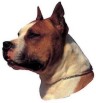 American Staffordshire Terrier Aufkleber