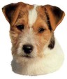 Jack Russell Terrier Aufkleber