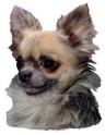 Chihuahua Aufkleber