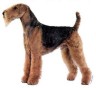 Airedale Terrier-Aufkleber