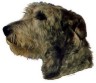 Irish Wolfhound Aufkleber