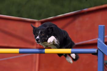 Border Collie Agility-Aufkleber