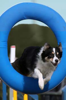 Border Collie tri colour Agilit-Aufkleber