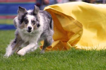 Border Collie blue merle Agilit-Aufkleber