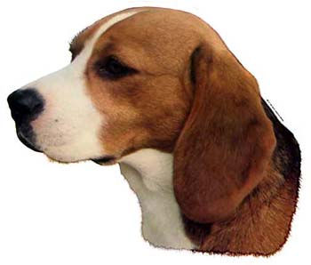 Groe Aufkleber-Packung (2 Aufkleber) mit Beagle-Motiv