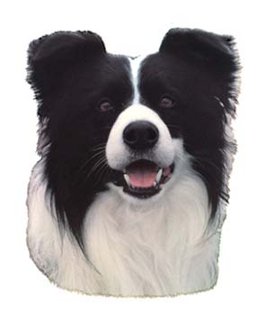 Groe Aufkleber-Packung (2 Aufkleber) mit Border Collie-Motiv