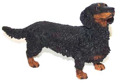 Langhaardackel schwarz stehend