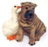 Hund mit Gans-Figur