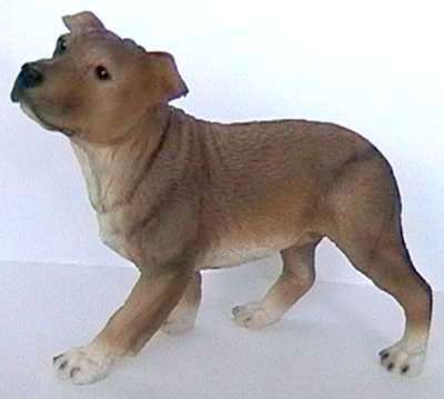 Staffordshire Bullterrier