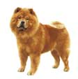 Chow-Chow, braun