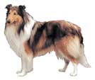 Collie