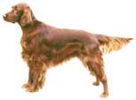 Irish Setter