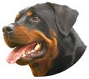 Rottweiler-Kopf, Maul offen