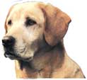 Labrador-Kopf, beige