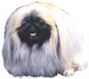 Pekingese