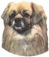 Tibet Spaniel-Kopf