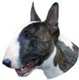 Bullterrier-Kopf, braun-wei