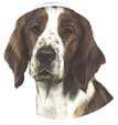 Welsh Springer Spaniel-Kopf