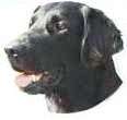 Flat Coated Retriever