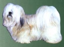 Lhasa Apso, wei