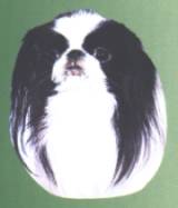 Japanese Chin-Kopf