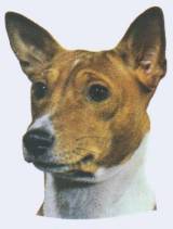 Basenji