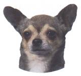 Chihuahua-Kopf, tricolor