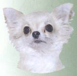 Chihuahua-Kopf, wei