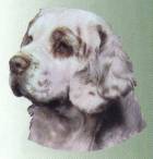 Clumber Spaniel-Kopf