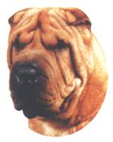 Shar Pei-Kopf