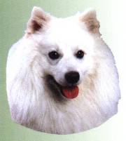 Japanese Spitz-Kopf