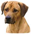 Rhodesian Ridgeback-Kopf