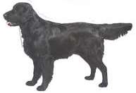 Flat Coated Retriever