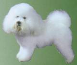 Bichon Frise