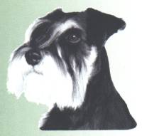 Schnauzer-Kopf, s/w, Hngeohren