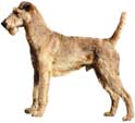 Irish Terrier