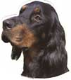 Gordon-Setter-Kopf