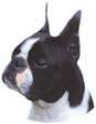 Boston Terrier-Kopf