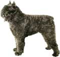 Bouvier de Flandres